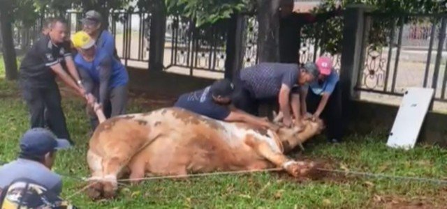 Pemotongan Hewan Kurban di Pos Cakra RW 12 TSI Penuh Semangat dan Kekhusyukan