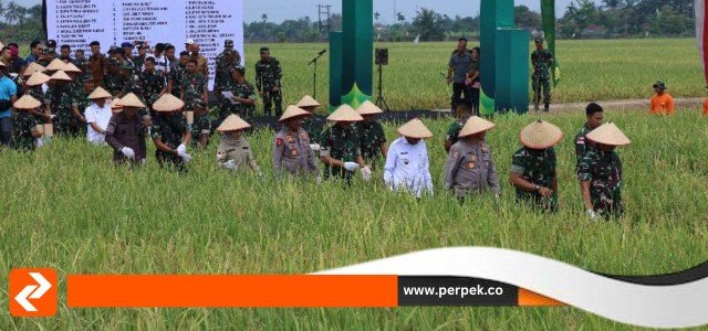 TNI Wujudkan Aksi Nyata, Dukung Ketahanan Pangan Nasional