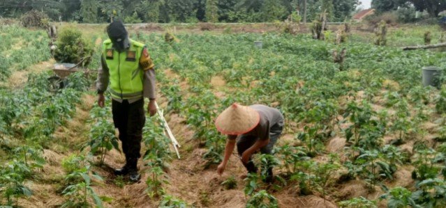 Ketahanan Pangan! Bhabinkamtibmas Polsek Buay Madang, Bantu Perawatan Cabai Milik Petani di Desa Binaan