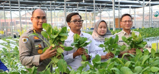 Panen Raya Sawi Hidroponik dan Ikan di Greenhouse SPPG Palmerah, Siapkan Pasokan Pangan Sehat dan Mandiri
