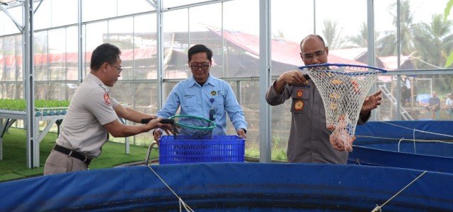 Panen Parsial Ke-3, Greenhouse Palmerah Jakarta Barat Hasilkan Ratusan Kilogram Ikan Nila Merah