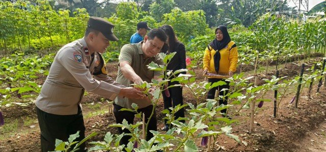 Bhabinkamtibmas Duri Kosambi Hadiri Panen Sayuran, Wujud Sinergi Polisi dan Warga Perkuat Ketahanan Pangan